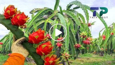 صورة مزارع سوري يحقق نجاح باهر في زراعة فاكهة استوائية غريبة لها ثمار نادرة ويجني آلاف الدولارات (فيديو)