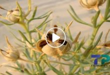 صورة نبتة غريبة وغامضة تنمو في سوريا وتعتبر كنز من كنوز الطبيعة وفوائدها تجعلها أغلى من الذهب (فيديو)
