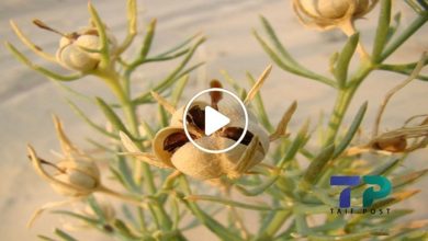 صورة نبتة غريبة وغامضة تنمو في سوريا وتعتبر كنز من كنوز الطبيعة وفوائدها تجعلها أغلى من الذهب (فيديو)