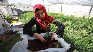 صورة سيدة سورية تبدع في ابتكار مشروع مميز بفناء منزلها وتحوله إلى استثمار يدر الملايين وتشرح سر نجاحها